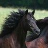 leaping_horse